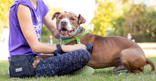 Adopting Dogs with Behavioral Issues: A Guide for Caring Owners