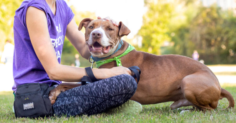 Adopting Dogs with Behavioral Issues: A Guide for Caring Owners