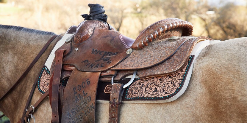 What Color Tack for a Black Horse? Shocking Ideas Here!