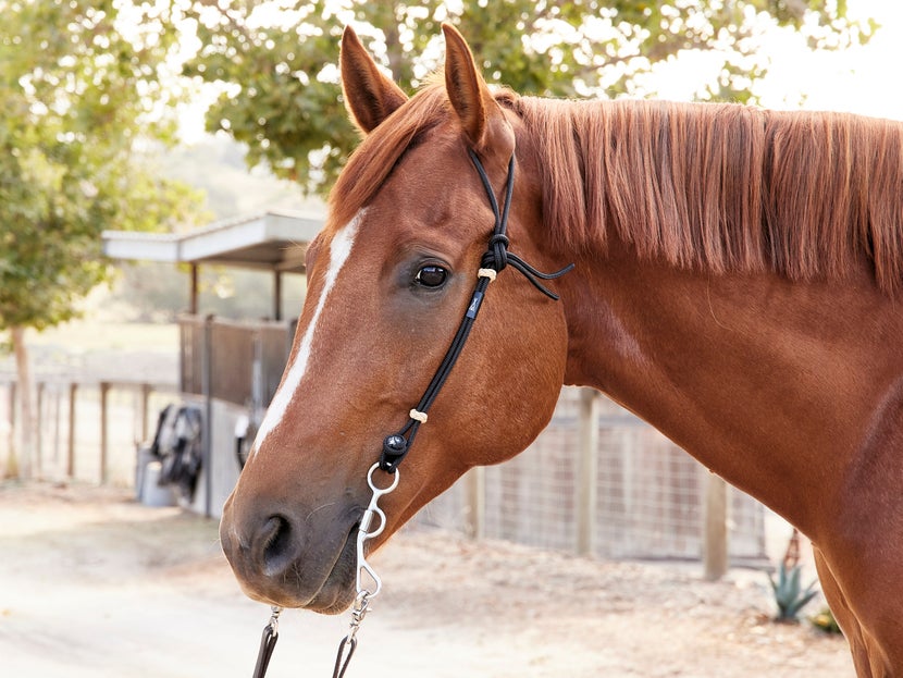 How to Make a Horse Headstall: The Crafting Guide