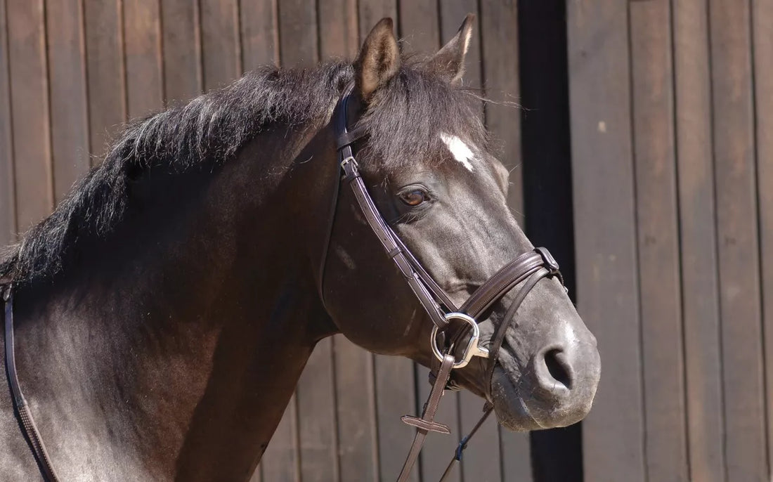 How to Measure a Bridle for a Horse: A Complete Guide