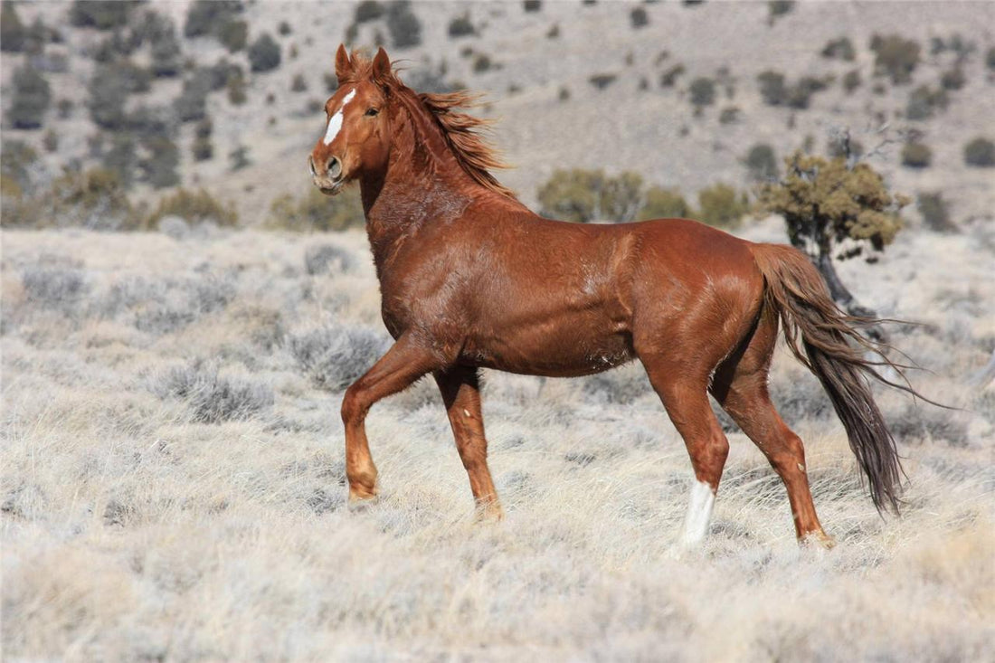What is a Mustang Horse? Fascinating Facts You Should Know