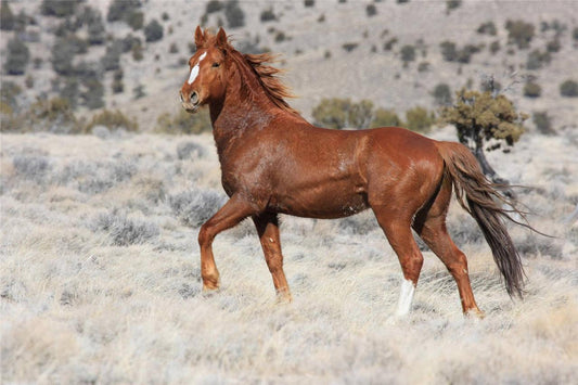 How Much Is a Mustang Horse? Shocking Facts and Insights