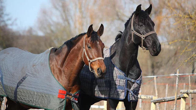 How to Re-Waterproof a Horse Blanket for Happy Horses?