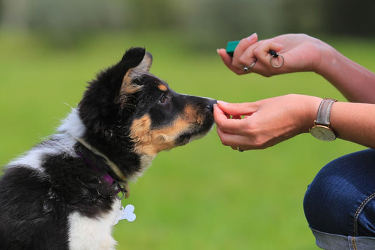 Dog Obedience Classes for Senior Dogs: Why They're Essential