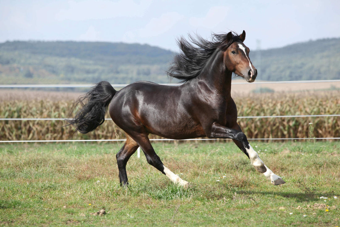 How to Grow Horse Mane: Tips for Healthier Manes?