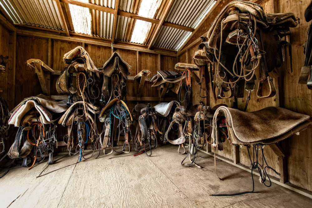 What Are the Biggest Horse Breeds and Their Amazing Traits?