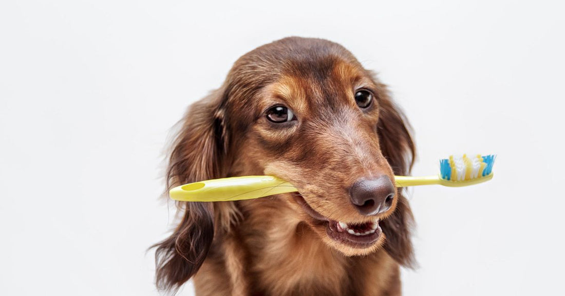 Why Does My Dog Nibble Me With His Front Teeth? Unmissable Insights for Health-Conscious Pet Owners