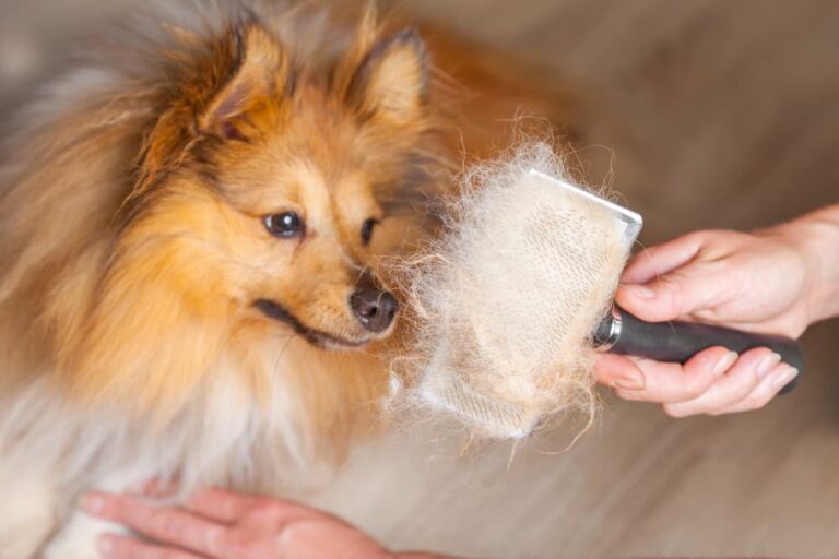 How Often Should I Use a Deshedding Tool on My Dog?