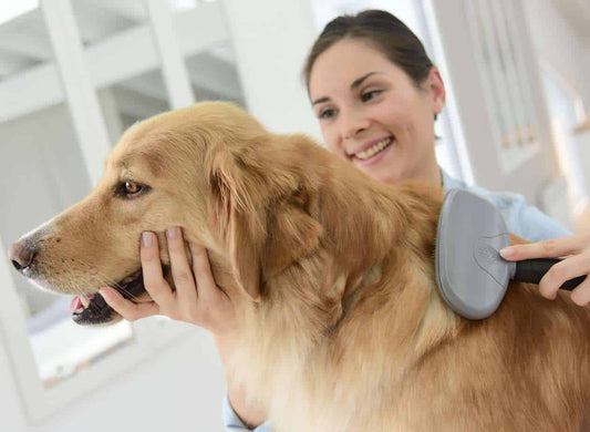 How to Live with a Shedding Dog Without Losing Your Mind?