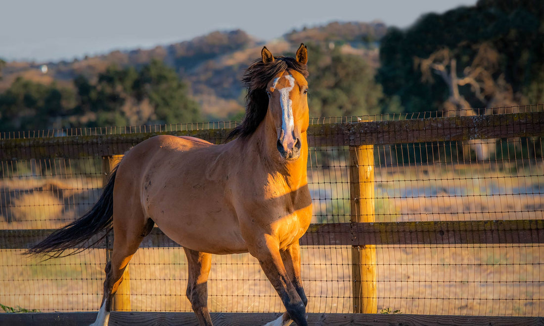 What Horse Breeds Are Cold Blooded and Why Choose Them?