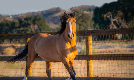 What Horse Breeds Are Cold Blooded and Why Choose Them?