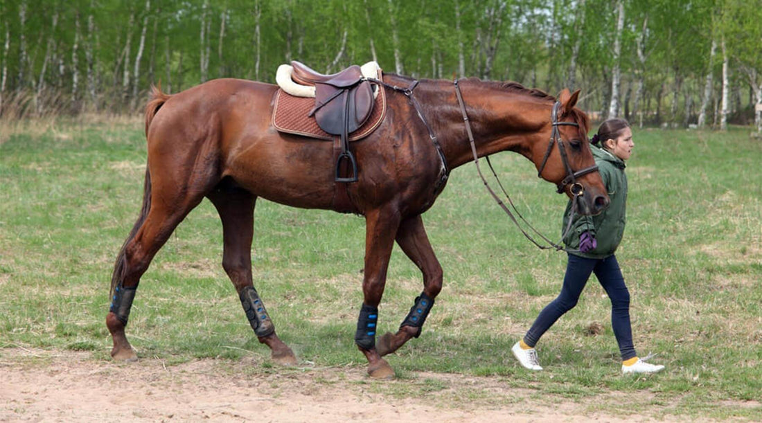 What Temperature Should You Blanket a Horse for Comfort?