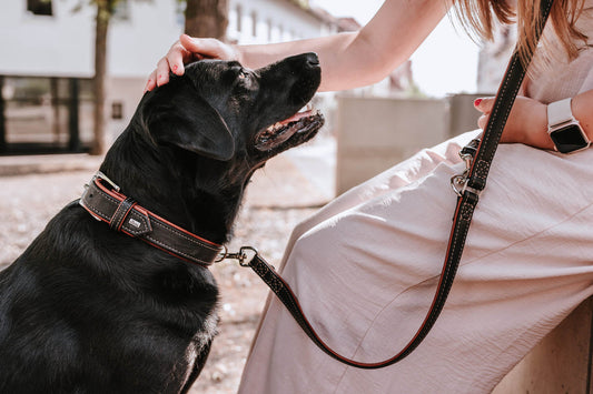 Anti-chew collars for persistent dogs: A Healthier Choice?