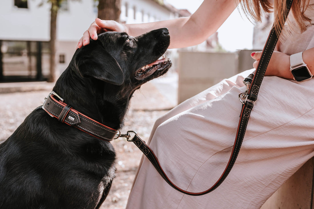 How LED Collars Improve Nighttime Walks for Pet Safety