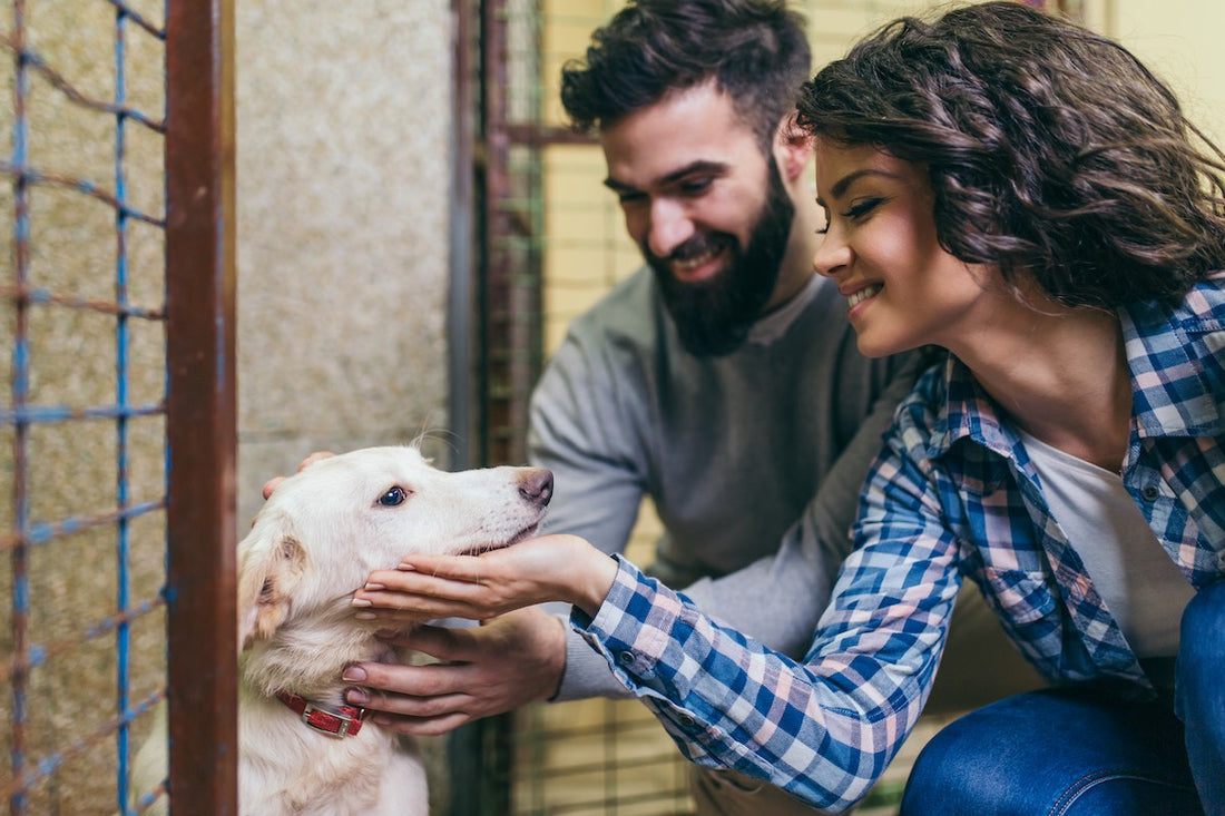 Dog Adoption Checklist for Health-conscious Owners