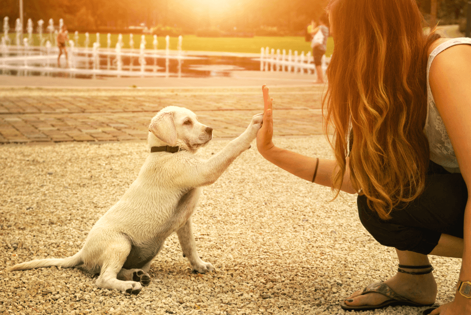 Dog Training Tips for Leash Pulling: How to Stop It?