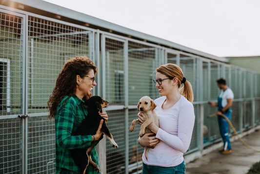 Dog Adoption Orientation: A Health-Conscious Guide