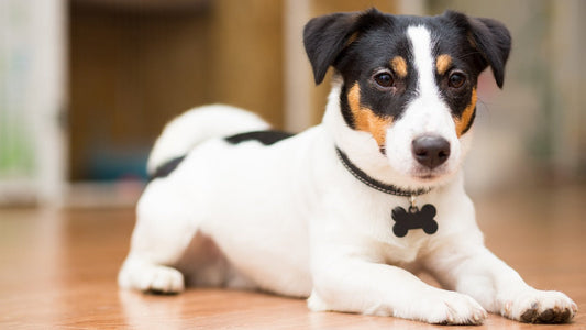 LED Light-Up Collars for Visibility: Keep Your Pet Safe