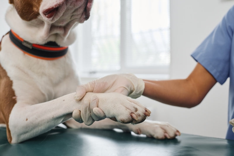 Why Dogs Lick Paw Balm Off: Understanding and Solving the Habit