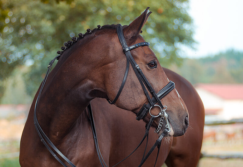 How Do I Choose the Right Bridle for My Horse?