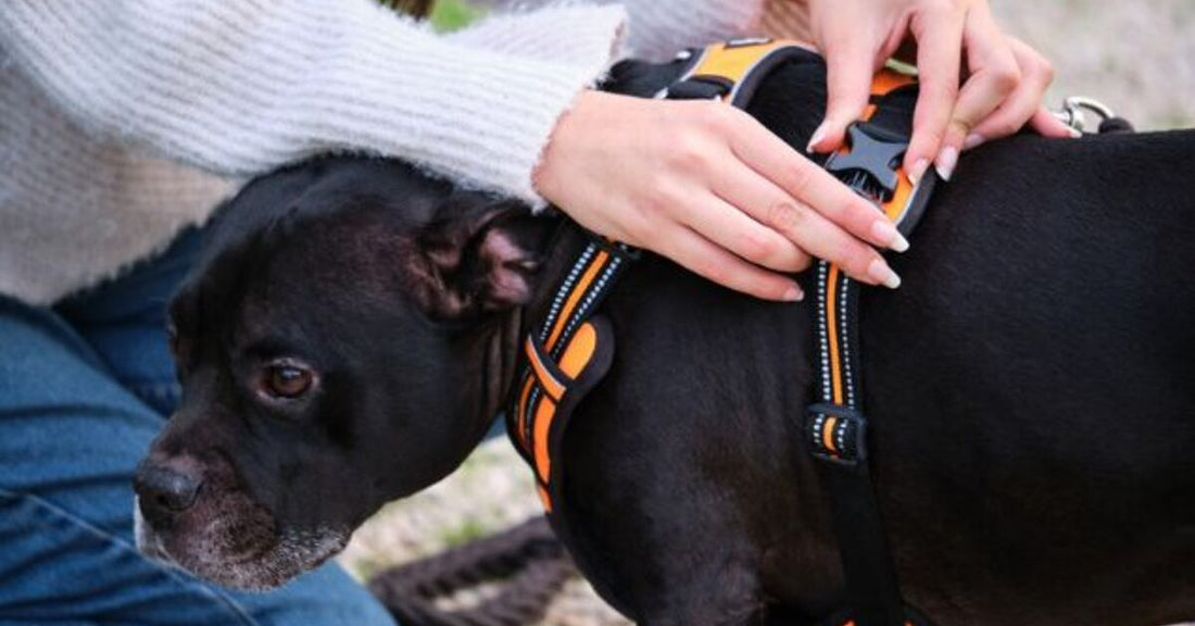 How to Adjust Dog Harness for Optimal Comfort and Safety?