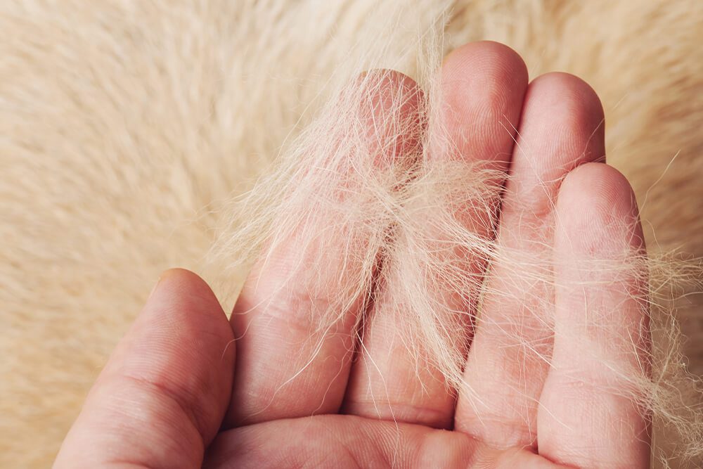 Shocking Reasons Why Is My Non-Shedding Dog Shedding?