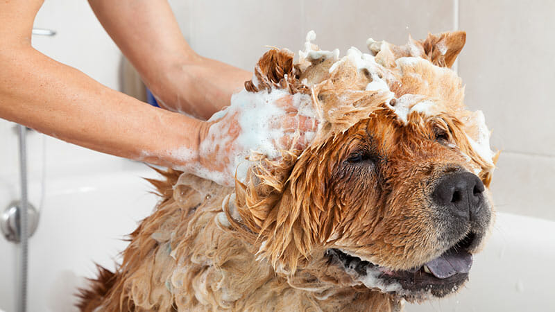 How Often Can You Use Flea Shampoo on Your Dog? Find Out Here!