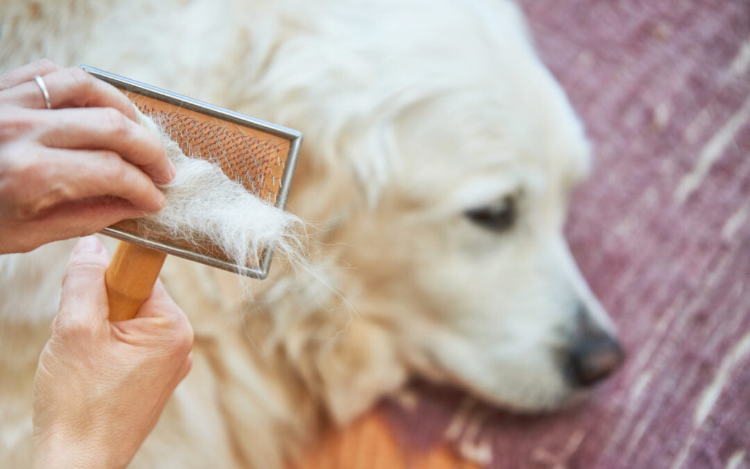 What Is the Best Dog Deshedding Tool? Shocking Insights Here