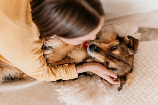 Dog Behavior After Adoption: What Health-conscious Pet Owners Should Know