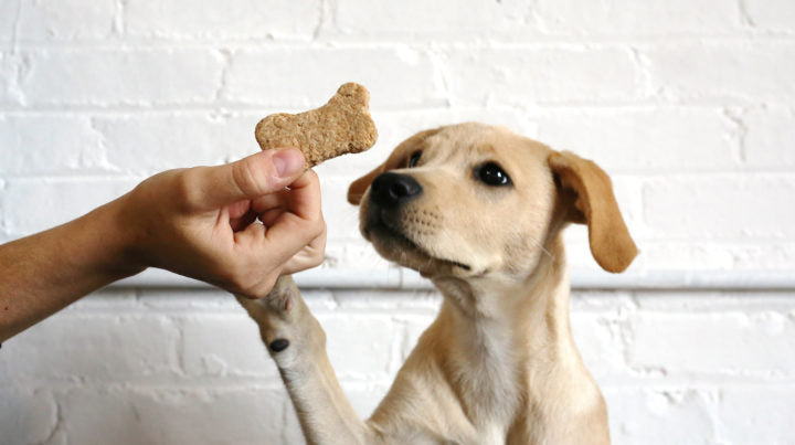 Why Is Your Dog Not Eating His Food But Acting Normal? The Big Shocking Truths